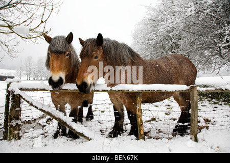 Belgian horses / Belgian Heavy Horses / Brabant (Equus caballus) in the snow in winter landscape, Belgium Stock Photo