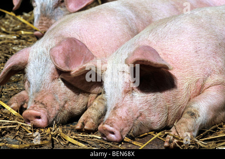 Two domestic pigs (Sus scrofa domestica) sleeping, Belgium Stock Photo