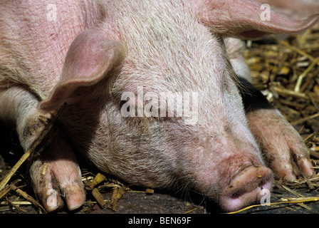 Close up of domestic pig (Sus scrofa domestica) sleeping, Belgium