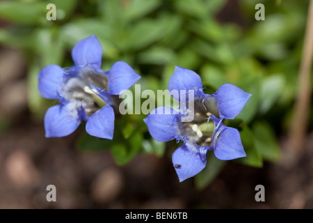 Summer Gentian, Kaukasisk fransgentiana (Gentiana septemfida lagodechiana) Stock Photo
