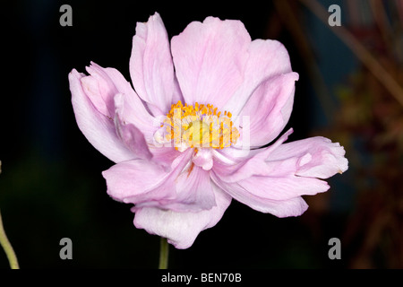 'Queen Charlotte, Königin Charlotte' Japanese anemone, Höstanemon (Anemone x hybrida) Stock Photo