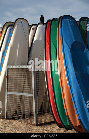 bird stood on stacked canoes at Weymouth beach in summer Stock Photo