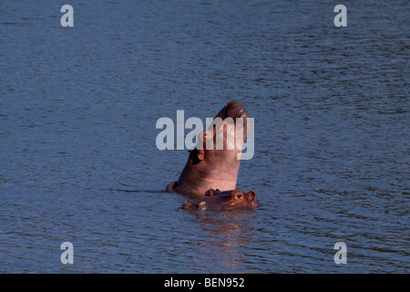 Hippo yawning display (Hippopotamus Amphibius). Nyamithi pan. May, Winter 2009. Ndumo Game Reserve, Kwazulu-Natal, South Africa. Stock Photo