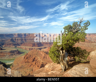 Dead Horse Point Overlook view of Colorado River in Meander Canyon, at Dead Horse Point Point State Park, near Moab, Utah, USA Stock Photo