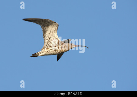 Eurasian Curlew (Numenius arquata) in flight Stock Photo