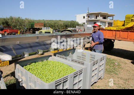 Olive farmer sorting olives on the outskirts of Olynthos in the Halkidiki region of northern Greece Stock Photo