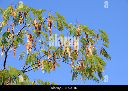 Seed pods of the Acacia tree Stock Photo: 15435573 - Alamy