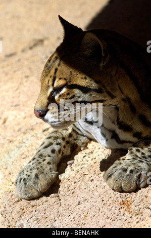 Ocelot (Leopardus pardalis / Felis pardalis), wild cat native to South and Central America, resting on rock, Arizona, US Stock Photo