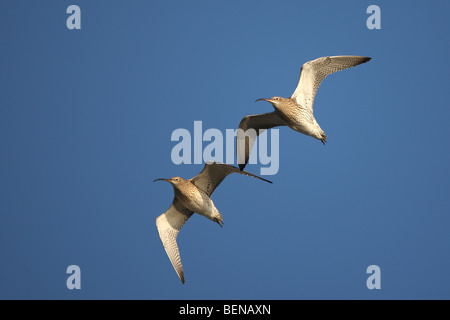 Two Eurasian Curlews (Numenius arquata) in flight Stock Photo