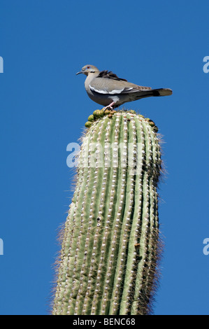 White winged dove (Zenaida asiatica) perched on Saguaro cactus in the Sonoran desert, Arizona, US, North America Stock Photo