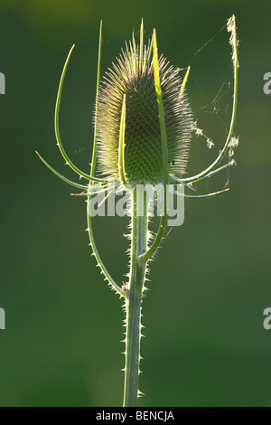 Wild teasel (Dipsacus fullonum), Belgium Stock Photo