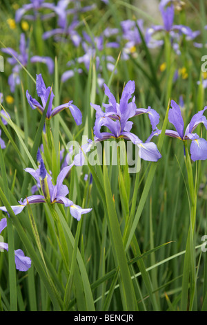 Blue Iris, Iris spuria subsp. notha, Iridaceae, Northern Caucasus. Stock Photo