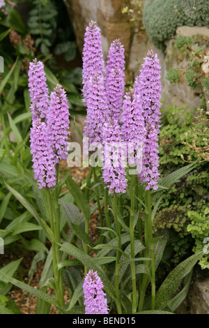Dactylorhiza transiens, Orchidaceae. Cross between Common Spotted Orchid, D. fuchsii and Heath Spotted Orchid, D. maculata. Stock Photo