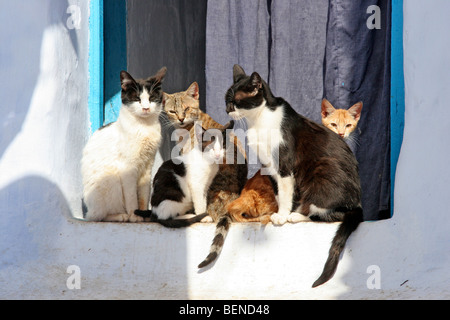Domestic cats sunning on windowsill in the blue Medina of Chefchaouen / Chaouen, Morocco, North Africa Stock Photo
