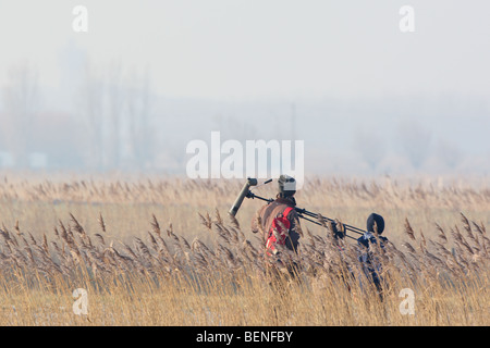 Birdwatchers walking along reed fringe at sunset, Belgium Stock Photo