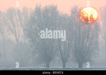 Pollard willow trees (Salix sp.) in snow at sunrise, Belgium Stock Photo