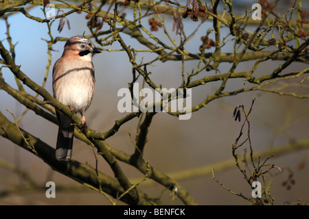 Curious Eurasian jay (Garrulus glandarius) perched in tree, Belgium Stock Photo