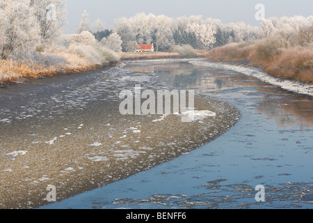 Tidal river Durme with reflection of snow covered trees and reed fringe along river Scheldt, Belgium Stock Photo