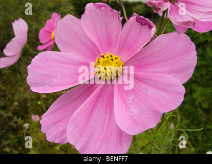 Mexican aster. Stock Photo