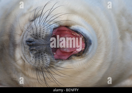 Yawning young of Grey seal (Halichoerus grypus) in sandstorm on beach, UK Stock Photo