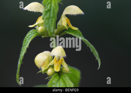 Flowers of flowering Golden dead nettle / Yellow archangel (Lamium galeobdolon) Stock Photo