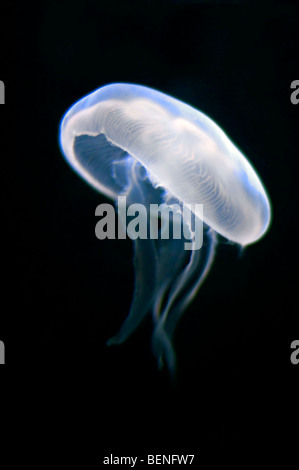 Translucent moon jellyfish (Aurelia aurita) swimming underwater Stock Photo