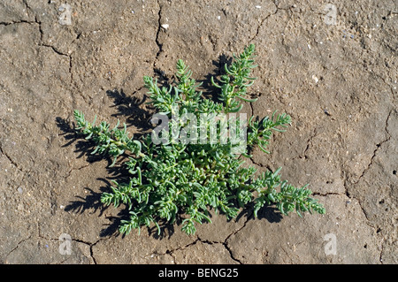 Annual sea-blite / annual seablite / herbaceous seepweed (Suaeda maritima) on mud flat Stock Photo