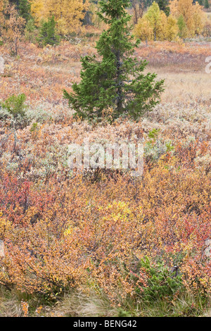 Sarek National Park Stock Photo