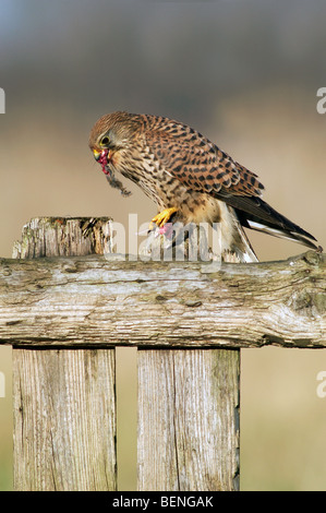 Female Common kestrel (Falco tinnunculus) on wooden fence feeding on mouse in field Stock Photo