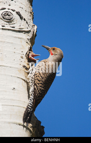 orthern Flicker (Colaptes auratus),Red-shafted form, male at nesting cavity with young,Rocky Mountain National Park, Colorado Stock Photo