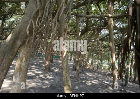 The Great Banyan Tree the oldest banyan tree in the world Kolkata West Bengal India Stock Photo