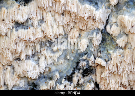 Split porecrust (Schizopora paradoxa) on tree trunk Stock Photo