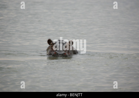 Encounter with a hippo in the Selous Game Reserve in Tanzania Stock Photo