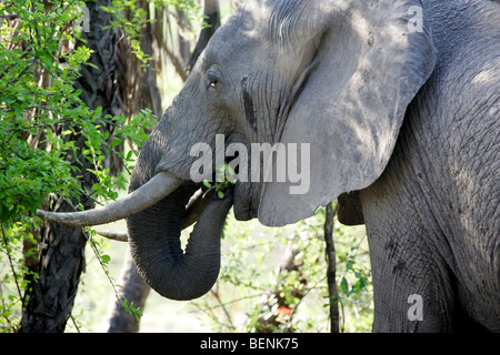 Encounter with an African Elephant in the Selous Game Reserve in Tanzania Stock Photo