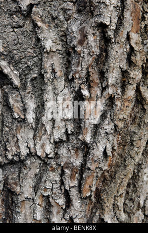 Bark of Common Ash tree, Fraxinus excelsior Stock Photo
