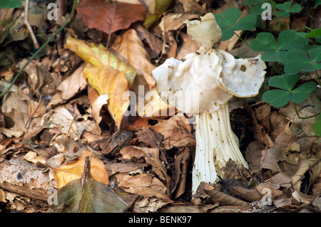 Common white helvella / white saddle / elfin saddle / common helvel (Helvella crispa) in autumn forest Stock Photo