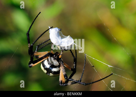 Yellow garden spider, insect caught in spider web Stock Photo