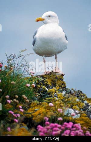 European Herring gull (Larus argentatus) perched on rock among sea pink flowers, Scotland, UK Stock Photo