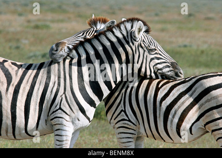 Mutual grooming of two Burchell's zebras (Equus quagga burchellii), Etosha National Park, Namibia, South Africa Stock Photo