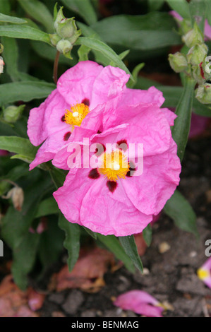 Purple Cistus, Orchid Rockrose, Cistus purpureus, Cistaceae, Europe Stock Photo