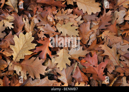 Fallen Northern red oak leaves (Quercus rubra) on forest floor in autumn Stock Photo