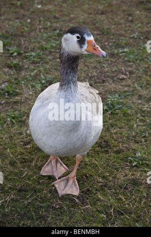 Goose at wanstead Flats, London, England. Stock Photo