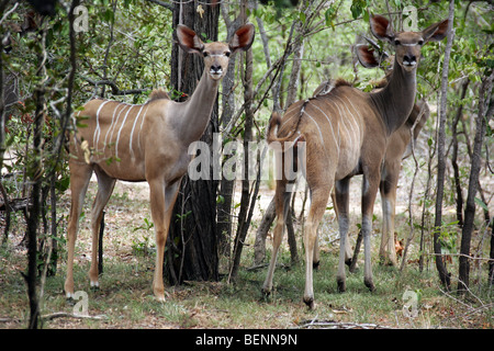 Encounter with Kudus in the Selous Game Reserve in Tanzania Stock Photo