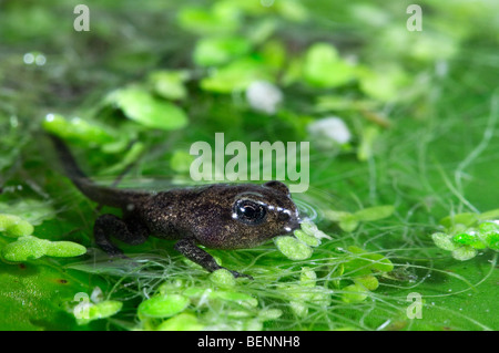 Common frog (Rana temporaria) froglet with limbs well developed but tail not started to be reabsorbed leaves the water Stock Photo