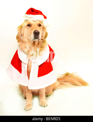 Sweatshirt Golden Retriever Mama Avec Chapeau De Père Noël - Motif Festif Pour Amoureux Des Chiens