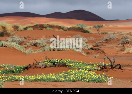 Sand dunes and devil's thorn weed flowers (Tribulus zeyheri) in Sossusvlei, Namib desert, Namibia, South Africa Stock Photo