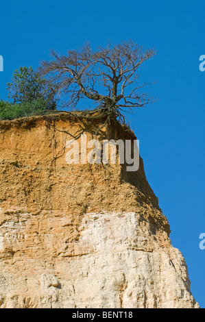 Tree exposing its roots at cliff edge due to soil erosion, Provence ...