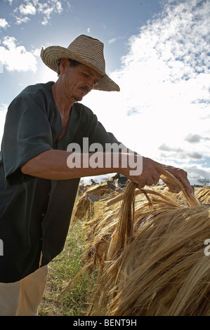 BRAZIL Drying sisal, Bahia Stock Photo