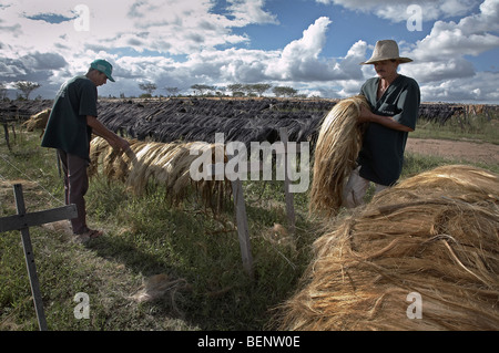 BRAZIL Drying sisal, Bahia. Stock Photo