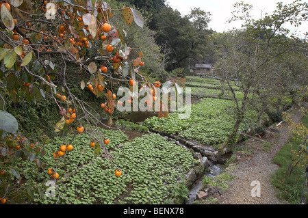 JAPAN Wasabi cultivation, (and persimons) Izu Peninsular. photo by Sean Spraqgue 2008 Stock Photo